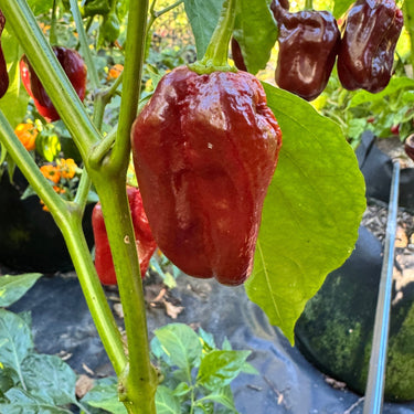 Giant Chocolate Habanero - Seeds - The Pepper Pantry (Formerly Marie Sharp's)